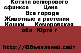 Котята велюрового сфинкса. .. › Цена ­ 15 000 - Все города Животные и растения » Кошки   . Кемеровская обл.,Юрга г.